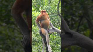 Proboscis monkey Nasalis larvatus [upl. by Amocat]