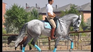 LEYENDA SU  6 YEAR´S OLD ANDALUSIAN DRESSAGE MARE FOR SALE [upl. by Ilenay572]