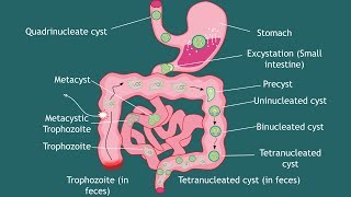 Life cycle of Entamoeba histolytica Notes  parasitology  Basic Science Series [upl. by Head]