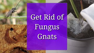 Get Rid of Fungus Gnats  for Propagation and Houseplants [upl. by Stephenie614]