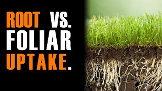 Speculations on Root vs Foliar Nitrogen Uptake [upl. by Naoj691]