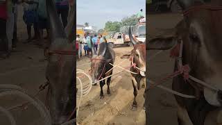 Kundarapalli Friday market Krishnagiri district tn24sakthivlogs [upl. by Frannie363]