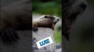 Marmota grita LUIZ youtubeshorts youcut capcut humor marmota shorts [upl. by Toshiko]