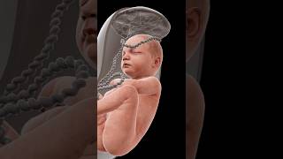 A baby in womb animation doctor deliverance [upl. by Ashman]