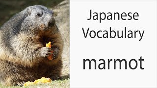 How to say quotMarmotquot in Japanese [upl. by Corissa890]