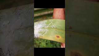 spiralling whitefly west bengal [upl. by Neddy]