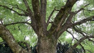 Common ash  entire tree  July 2024 [upl. by Haronid]