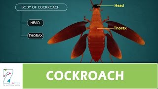 COCKROACH [upl. by Hillegass]