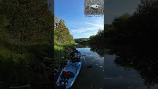 Rock Bass on Crooked Creek  Kayak Fishing  Bonafide RVR 119  Nature [upl. by Resiak]