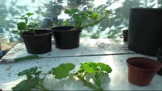 How to Propagate Geraniums from Cuttings  Autumn edition [upl. by Sada586]