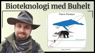 Bioteknologi  Celledeling [upl. by Neelehtak683]