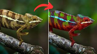 How Do Chameleons Change Color An Easy Explanation [upl. by Naoma]