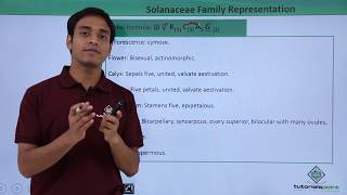 Class 11th – Floral Formula – Solanaceae Family Representation  Tutorials Point [upl. by Riocard]