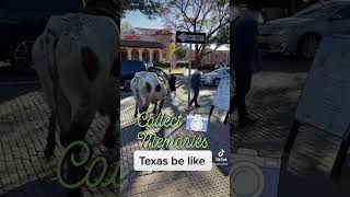 We loved Texas especially the stock yards texas stockyards lazyhomeschoolmom [upl. by Arykahs]