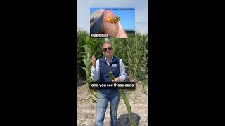 Expert Tips for Scouting Late Season Corn Rootworm [upl. by Nairb]