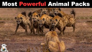 10 Most Powerful Animal Packs in The World [upl. by Odysseus107]