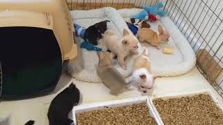 A bunch of Chihuahua puppies playing [upl. by Trik]