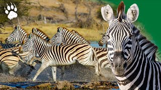 Zèbre en danger  Une course pour la vie  Botswana  Documentaire Animalier  HD  AMP [upl. by Enel]