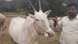 Good looking hallikar cow for sale DodderiBidadi Ramanagara [upl. by Akilaz711]