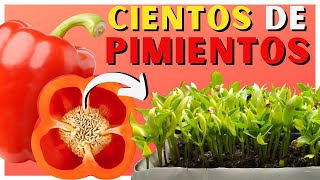 Cómo SEMBRAR PIMIENTO en CASA 🌱 2 Métodos ✅ [upl. by Anirb]