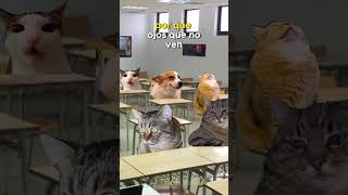 ⛑ En la clase de Primeros Auxilios 😹😹😹 gatos cat humor [upl. by Nylram506]