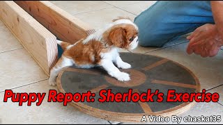 Puppy Report Sherlocks Exercise [upl. by Eidderf]