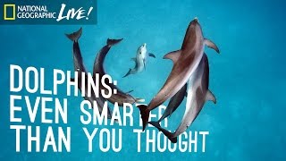 Dolphins Even Smarter Than You Thought  Nat Geo Live [upl. by Anayk]