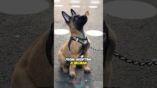 The Things I Have Learned from Adopting a Belgian Malinois shorts dog doglover belgianmalinois [upl. by Troyes344]