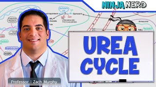 Metabolism  Urea Cycle [upl. by Morissa]