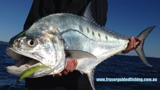 Hervey Bay Fraser Island Guided Fishing  Queenfish on Zmans and Surface [upl. by Aynekat]