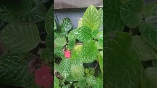 Episcia plant കാണാംവരു 🥰 short video  viral  yathra kadha vlogs 21November 2024 [upl. by Ettena]