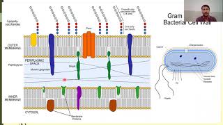 Bacterial Cell wall composition  Gram positive and Gram negative Bacteria  Peptidoglycan [upl. by Callie]