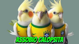 CALOPSITA CANTANDO HINO NACIONAL  com esse vídeo sua Calopsita vai aprender a cantar HINO DO BRASIL [upl. by Jaycee109]