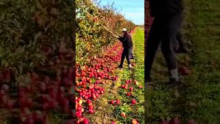 Apple picking processfruit farming youtubeshorts [upl. by Yluj894]