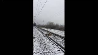 UN CHIEN SE FAIT ECRASER PAR UN TRAIN [upl. by Enahpad]