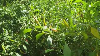 Chilli anthracnose disease caused by Colletotrichum species [upl. by Ahsiken150]