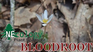 NEcology Plant Spotlight  Bloodroot [upl. by Pippas]