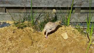 Wachtelküken genießen Sommer Sonne Strand  Quail chicks enjoying summer sun and beach [upl. by Enetsirk831]