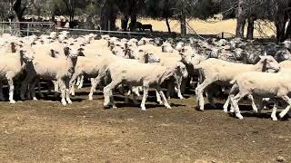 Dunkley 2023 drop ewes [upl. by Ear468]