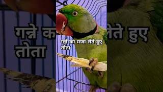 गन्ने का मजा लेते हुए तोता Ganne ka maja lete hue parrot birds mitthu petowner trendingvideo [upl. by Wetzell]