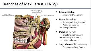 15 Pterygopalatine Fossa Contents [upl. by Lleze689]