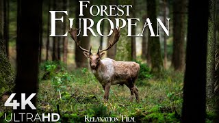 Forest 4K 🦌 European Nature Relaxation Film  Video Ultra HD [upl. by Tnert]