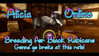 Black Rabicano Breeding Alicia Online [upl. by Nedla938]