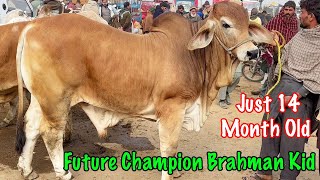 14 Month Old Brahman Kid  Future Champion  ssminizoo1 [upl. by Anuala]