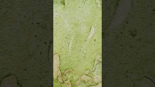 Algae in microscope  experimnt microscope science shorts algae youtubeshorts like [upl. by Stryker]