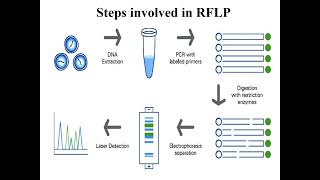 Restriction Fragment Length Polymorphism I RFLP I Molecular biology I Molecular Techniques [upl. by Olegnad]