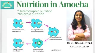 Nutrition in Amoeba  Heterotrophic mode of Nutrition  life processes  class 10 science biology [upl. by Sonia60]