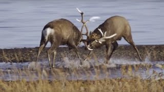 Deer Battle For Dominance  Wild Japan  BBC Earth [upl. by Yttiy660]