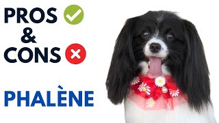 Phalène Dog Pros and Cons  Dropeared Papillion Advantages and Disadvantages [upl. by Bisset]