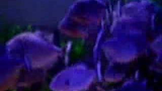 720 Gallon Piranha Feeding  MonsterFishKeeperscom [upl. by Macur]